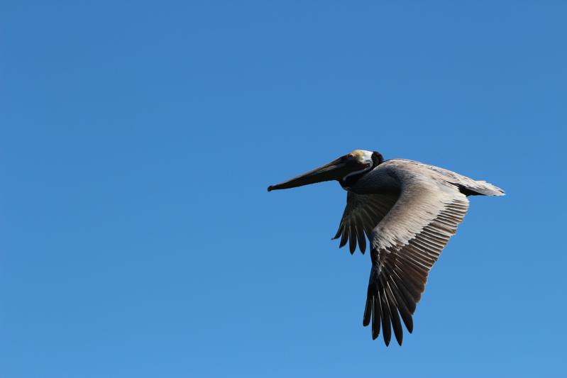 A pelican